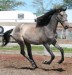 horse_for_sale_classifieds_1752.jpg